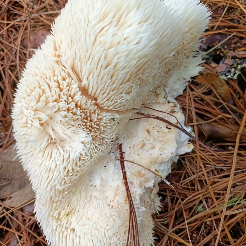 Melena de león (Hericium erinaceus), rasgos para identificarlo