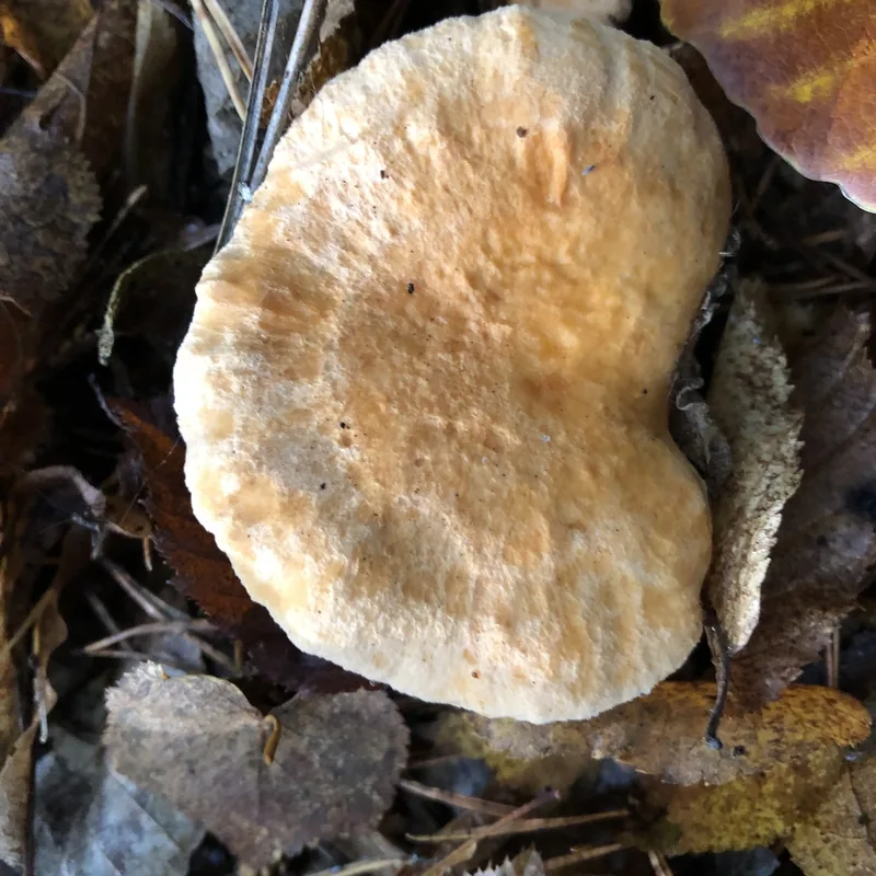 hongo de espinita (Hydnum repandum), rasgos para identificarlo