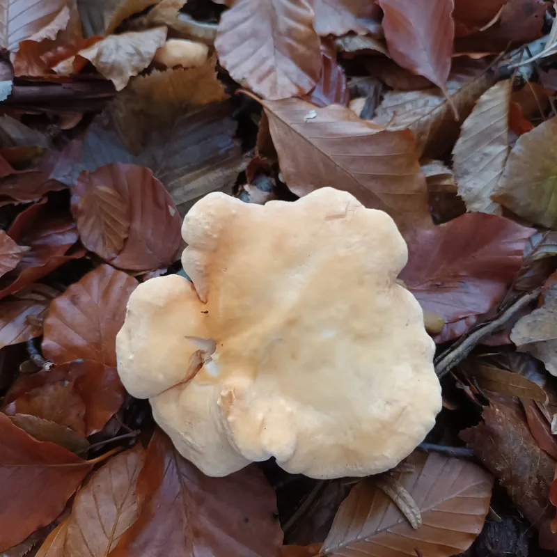 hongo de espinita (Hydnum repandum), foto