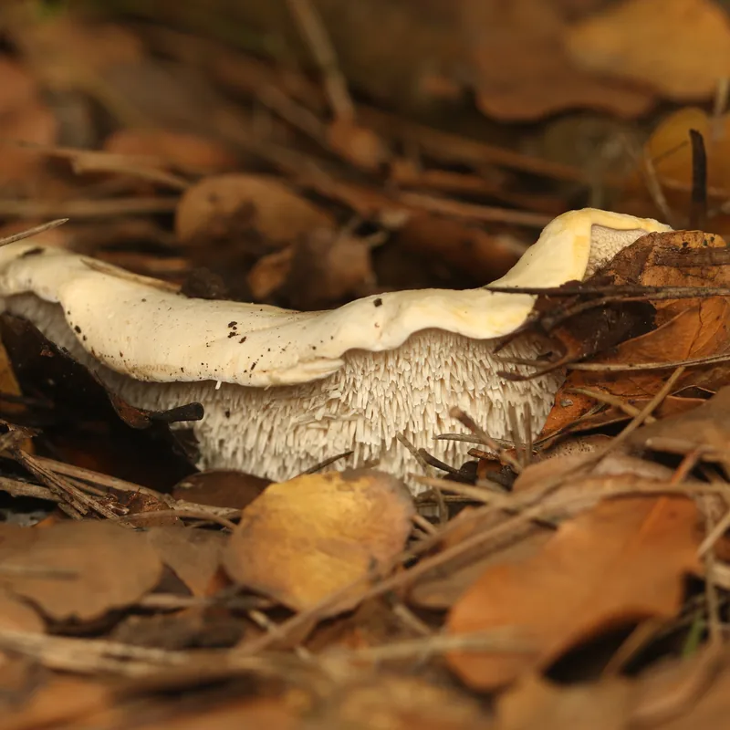 hongo de espinita (Hydnum repandum), rasgos para identificarlo