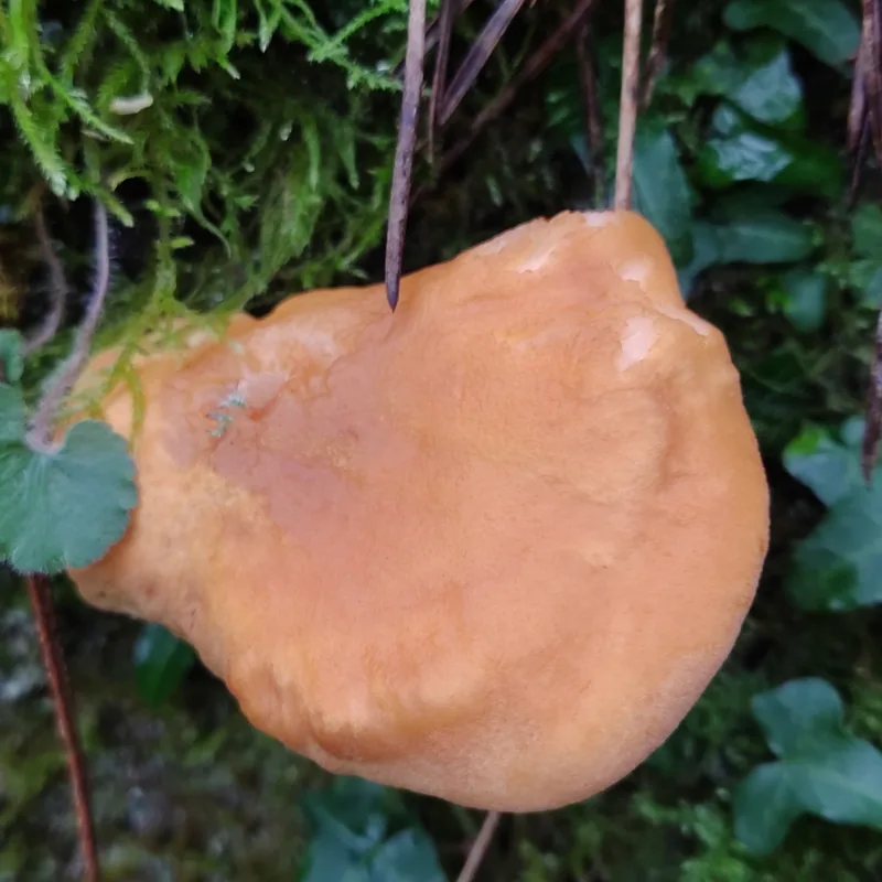hongo de espinita (Hydnum repandum), rasgos para identificarlo