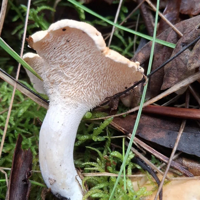 hongo de espinita (Hydnum repandum), rasgos para identificarlo