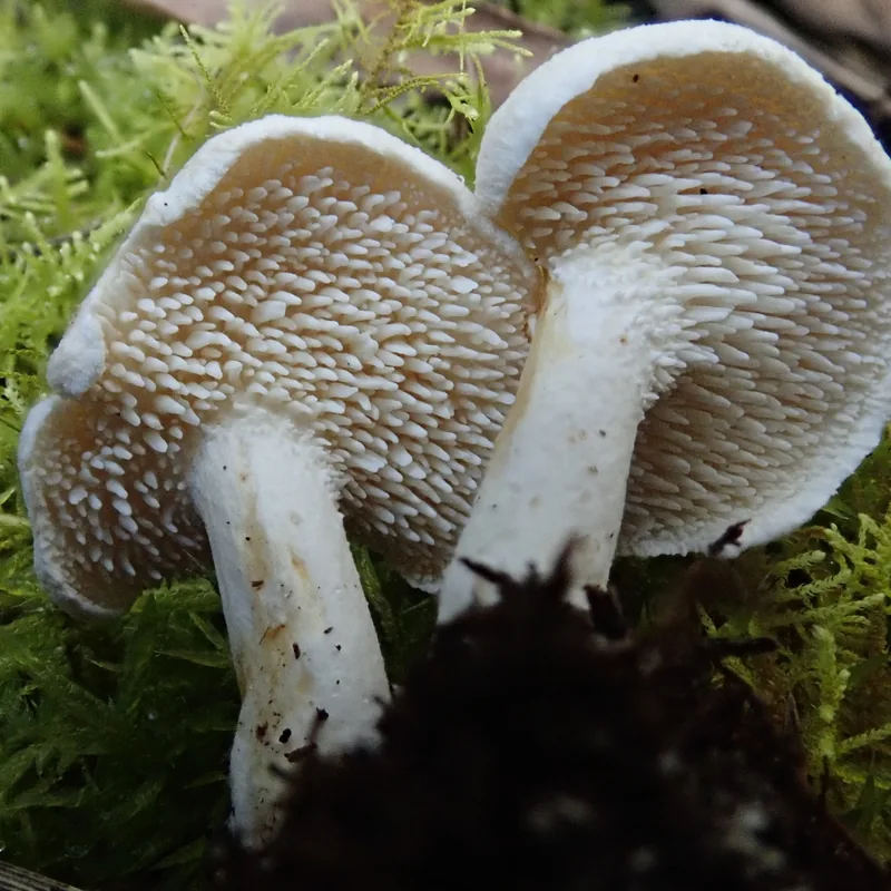 hongo de espinita (Hydnum repandum), rasgos para identificarlo