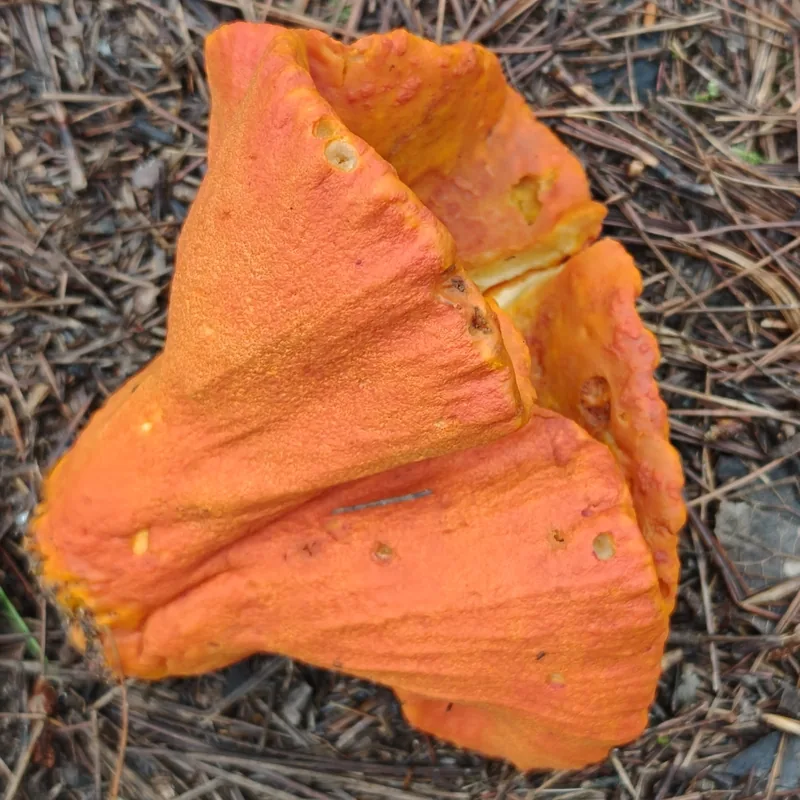 Oreja de puerco (Hypomyces lactifluorum), rasgos para identificarlo