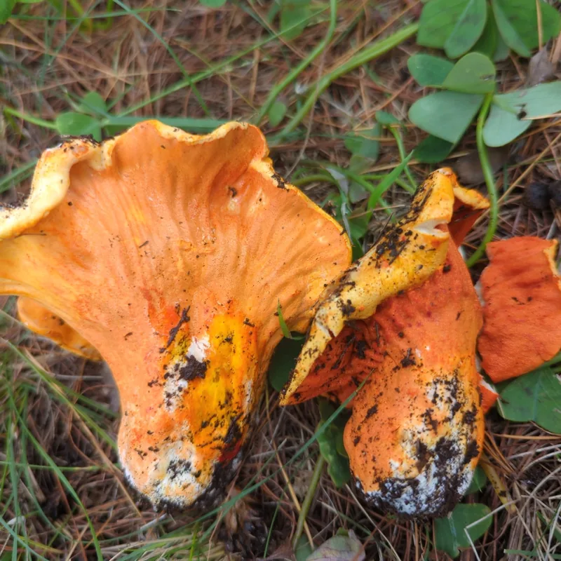 Oreja de puerco (Hypomyces lactifluorum), rasgos para identificarlo