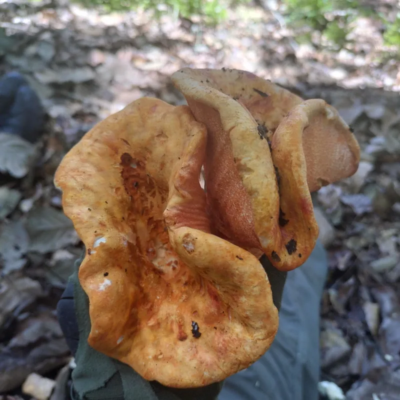 Oreja de puerco (Hypomyces lactifluorum), foto