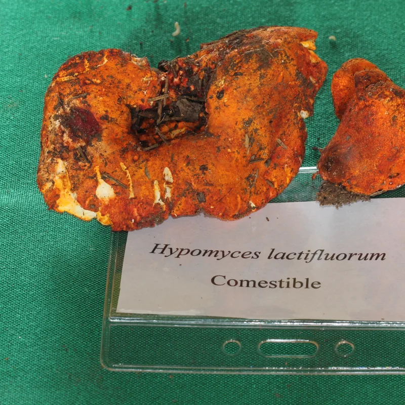 Oreja de puerco (Hypomyces lactifluorum), rasgos para identificarlo