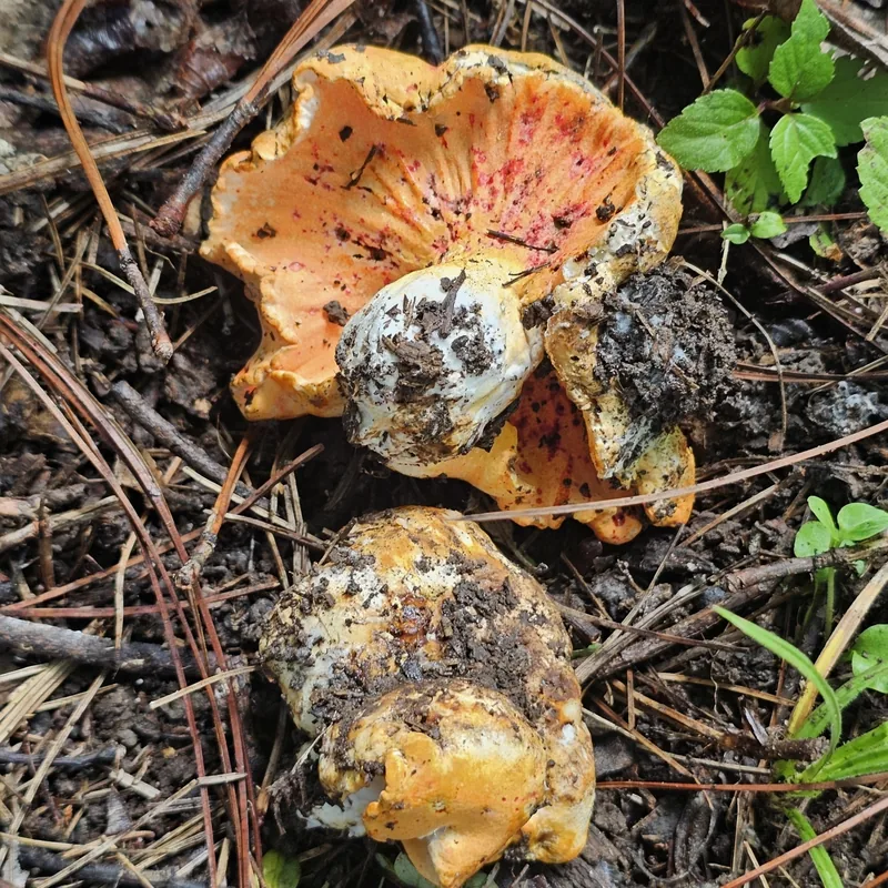 Oreja de puerco (Hypomyces lactifluorum), rasgos para identificarlo