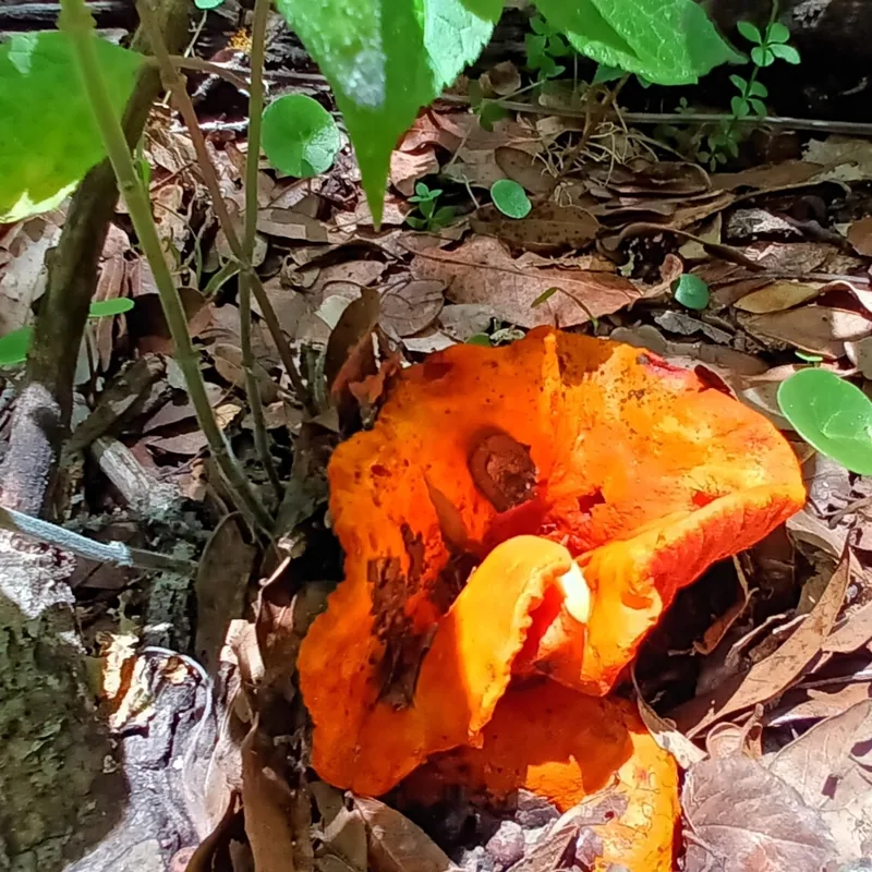 Oreja de puerco (Hypomyces lactifluorum), rasgos para identificarlo