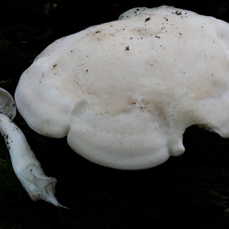 shimeji (Hypsizygus tessellatus), rasgos para identificarlo