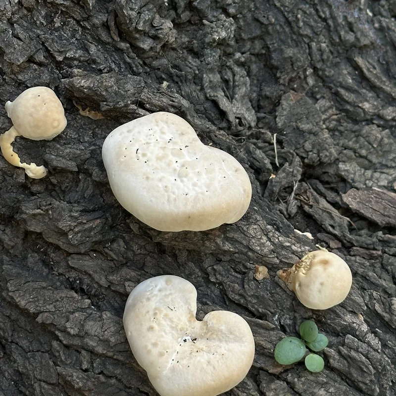 shimeji (Hypsizygus tessellatus), rasgos para identificarlo