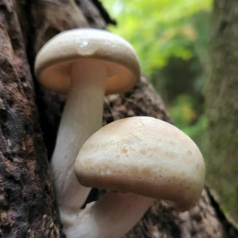 shimeji (Hypsizygus tessellatus), rasgos para identificarlo