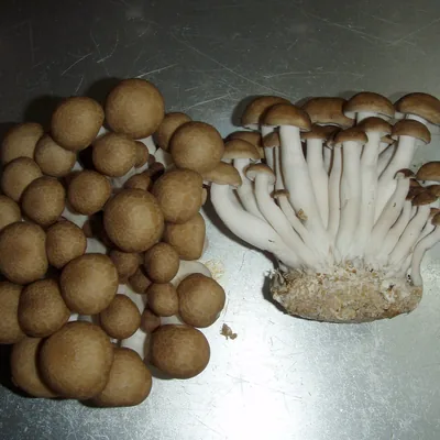 shimeji (Hypsizygus tessellatus), foto
