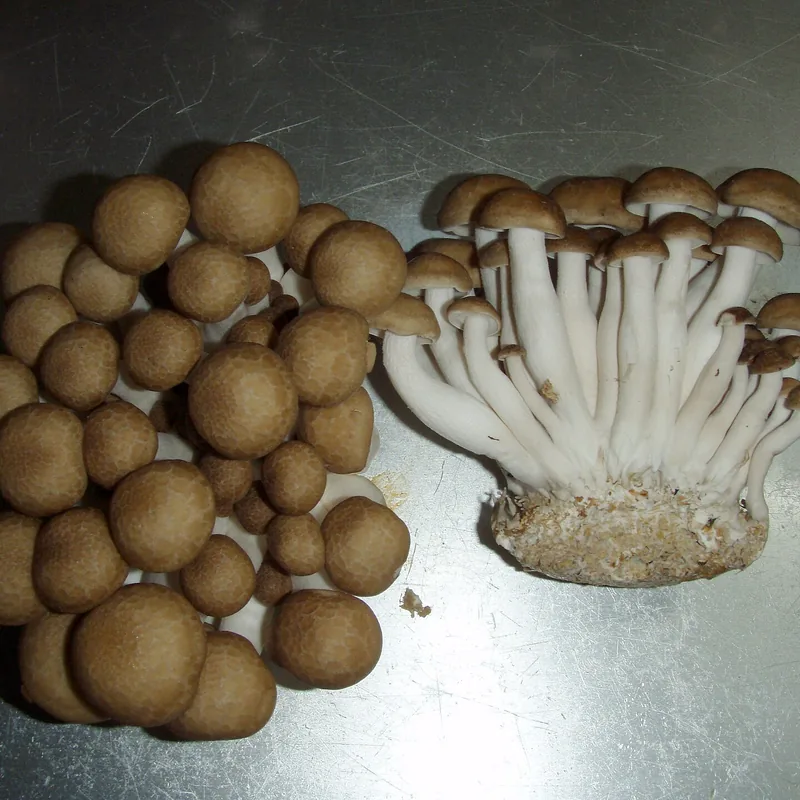 shimeji (Hypsizygus tessellatus), foto