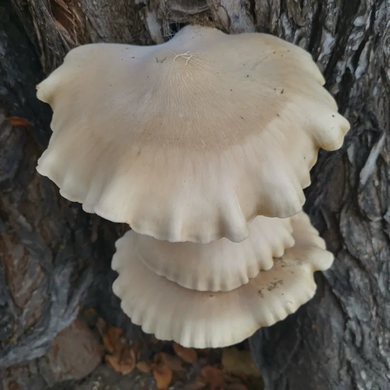 Seta del olmo (Hypsizygus ulmarius), rasgos para identificarlo