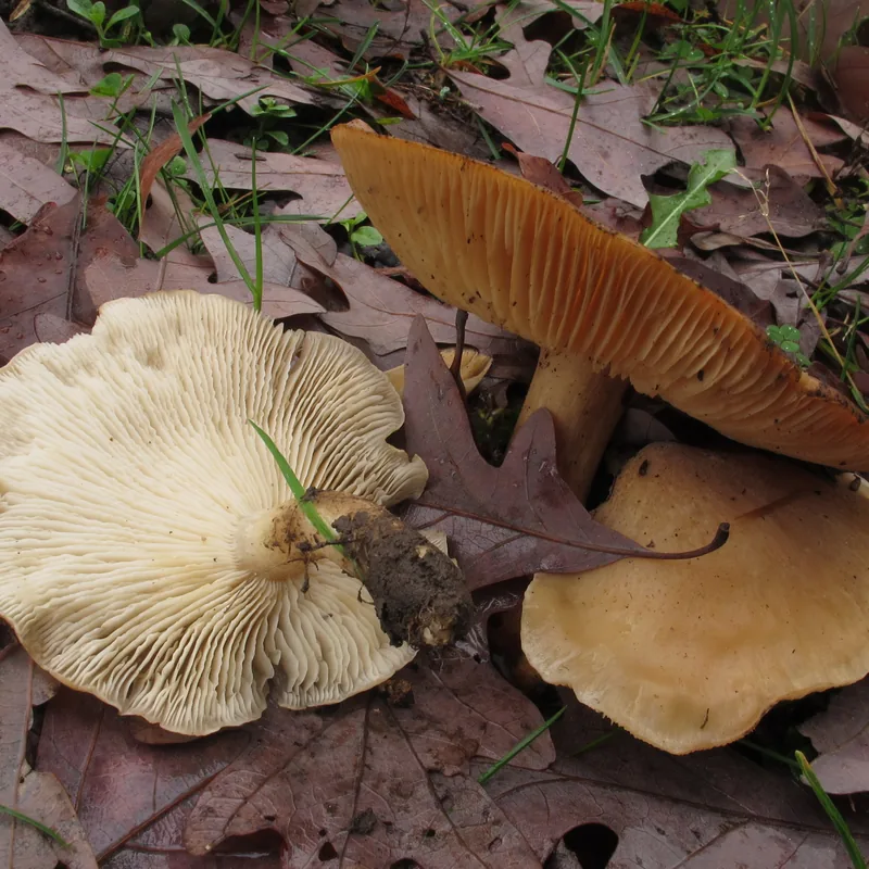 Seta del olmo (Hypsizygus ulmarius), rasgos para identificarlo