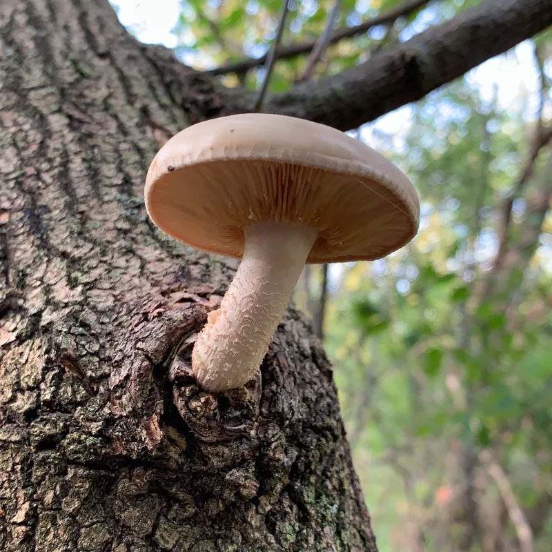 Seta del olmo (Hypsizygus ulmarius), rasgos para identificarlo