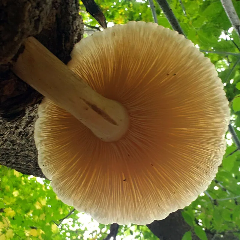 Seta del olmo (Hypsizygus ulmarius), foto