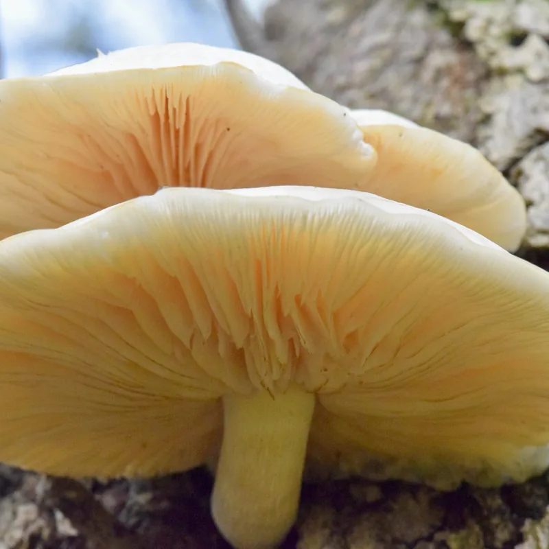 Seta del olmo (Hypsizygus ulmarius), rasgos para identificarlo