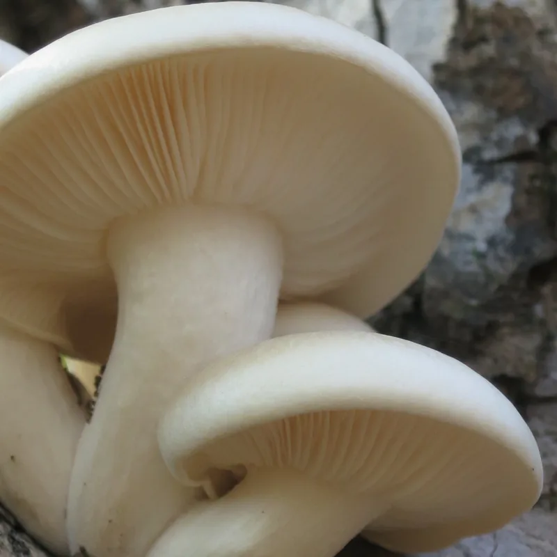Seta del olmo (Hypsizygus ulmarius), rasgos para identificarlo