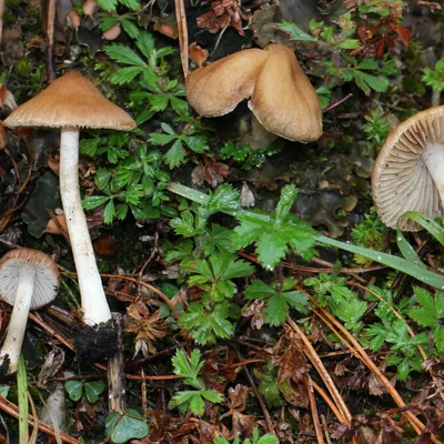 Paragüitas malo (Inocybe), foto