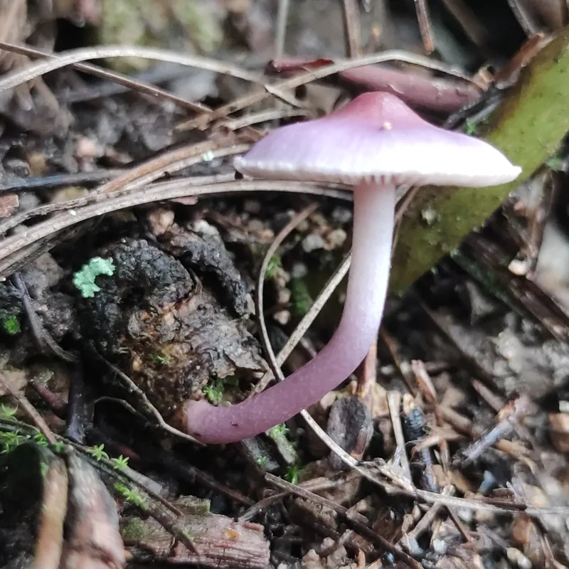 Paragüitas malo (Inocybe), rasgos para identificarlo