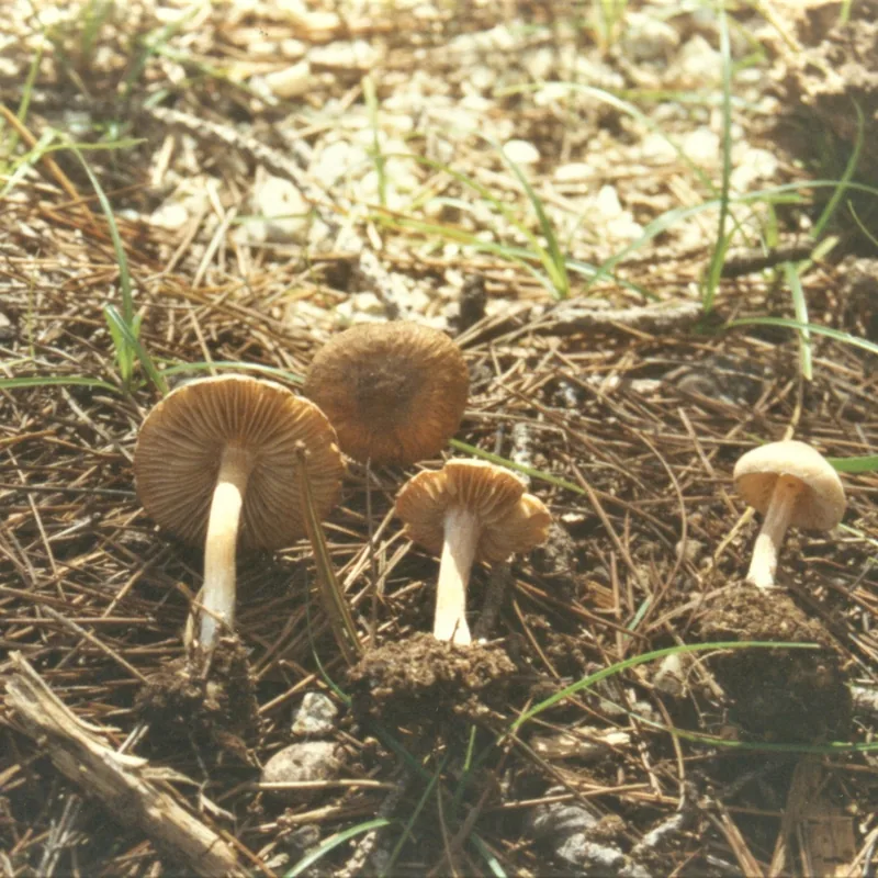 Paragüitas malo (Inocybe), rasgos para identificarlo