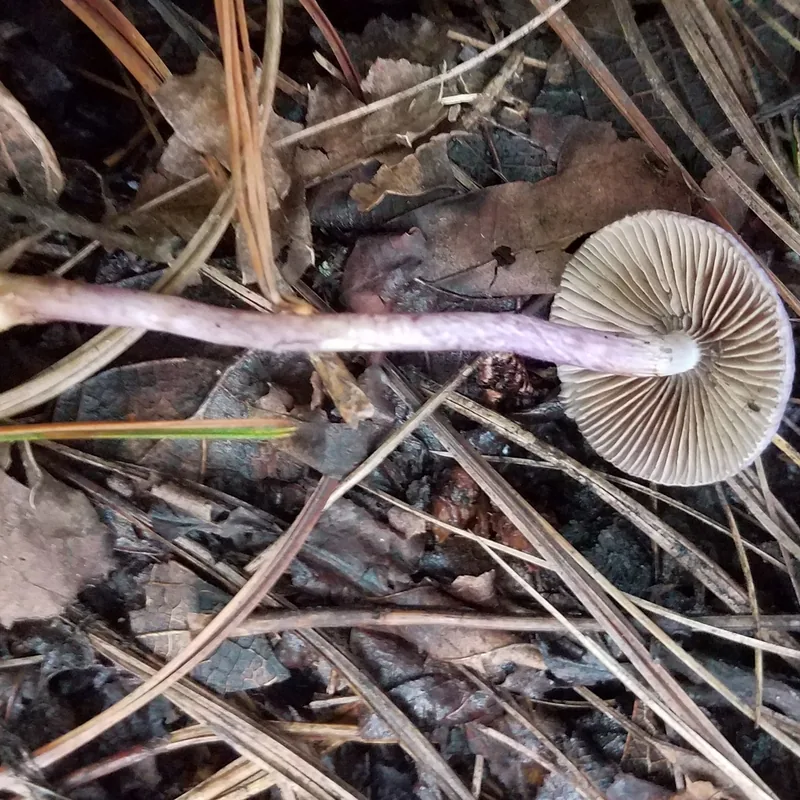 Paragüitas malo (Inocybe), rasgos para identificarlo