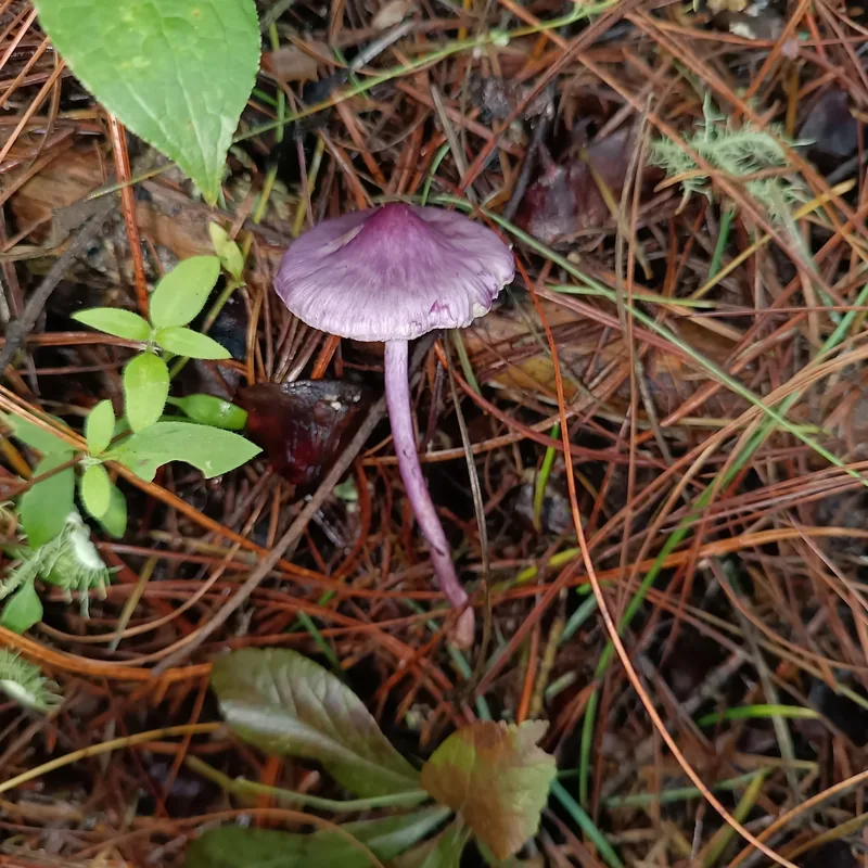 Paragüitas malo (Inocybe), rasgos para identificarlo