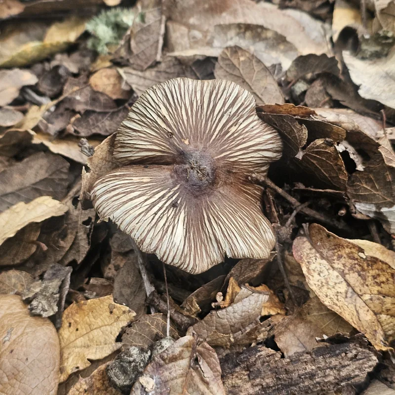 Paragüitas malo (Inocybe), rasgos para identificarlo