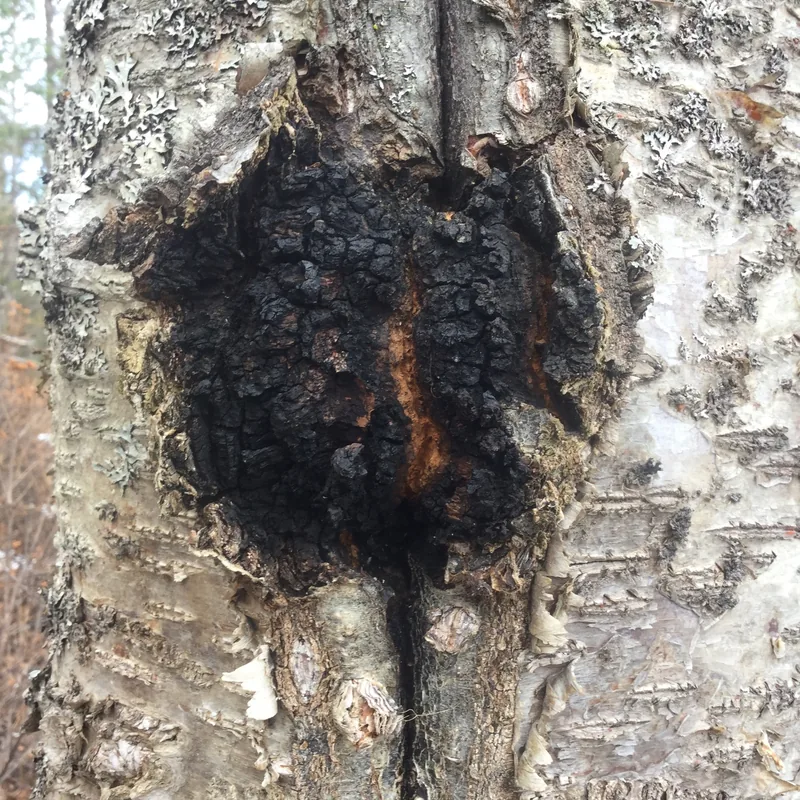 chaga (Inonotus obliquus), rasgos para identificarlo