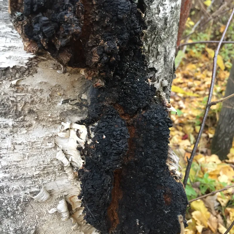 chaga (Inonotus obliquus), rasgos para identificarlo