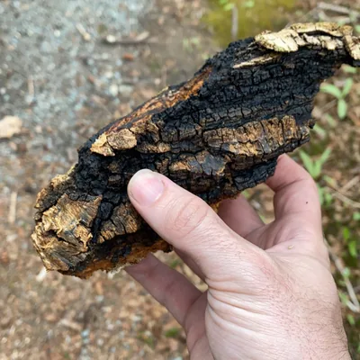 chaga (Inonotus obliquus), foto