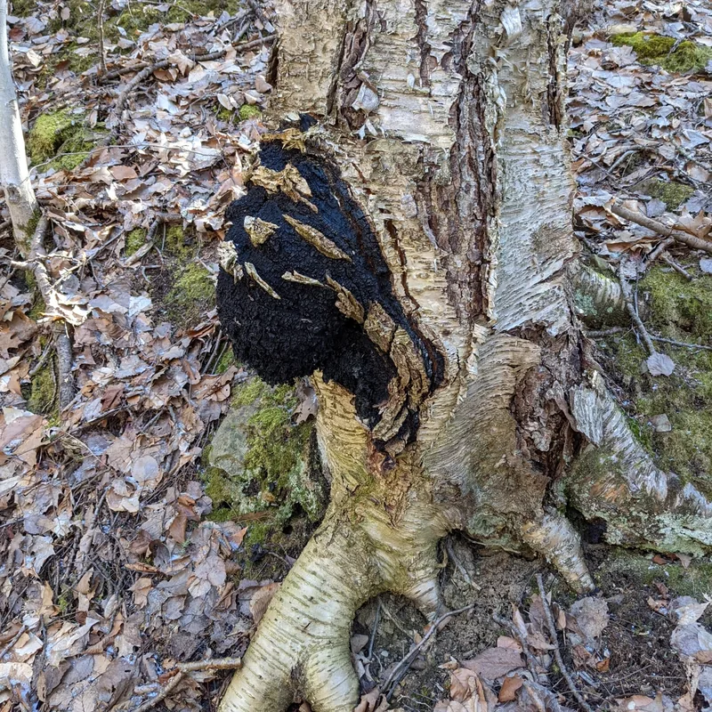 chaga (Inonotus obliquus), rasgos para identificarlo