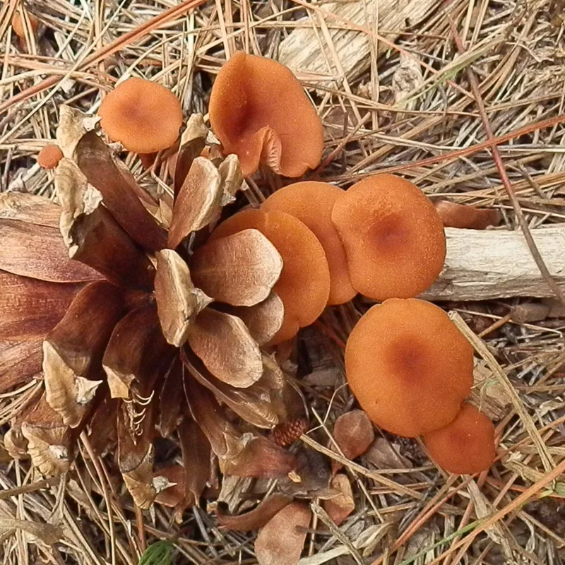 Xoxocoyoli (Laccaria trichodermophora), rasgos para identificarlo