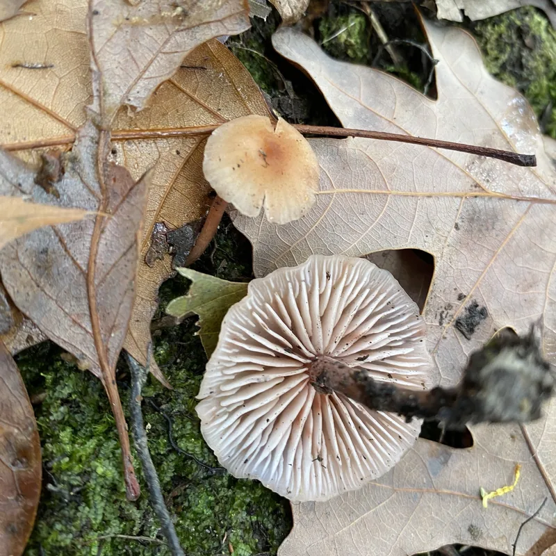 Xoxocoyoli (Laccaria trichodermophora), rasgos para identificarlo