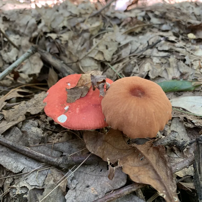Xoxocoyoli (Laccaria trichodermophora), rasgos para identificarlo