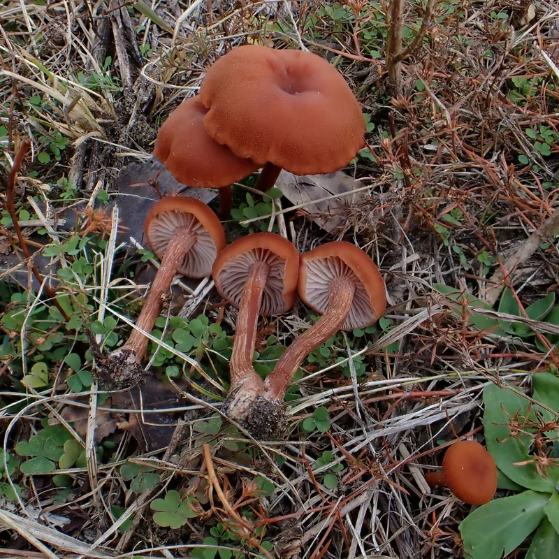 Xoxocoyoli (Laccaria trichodermophora), rasgos para identificarlo