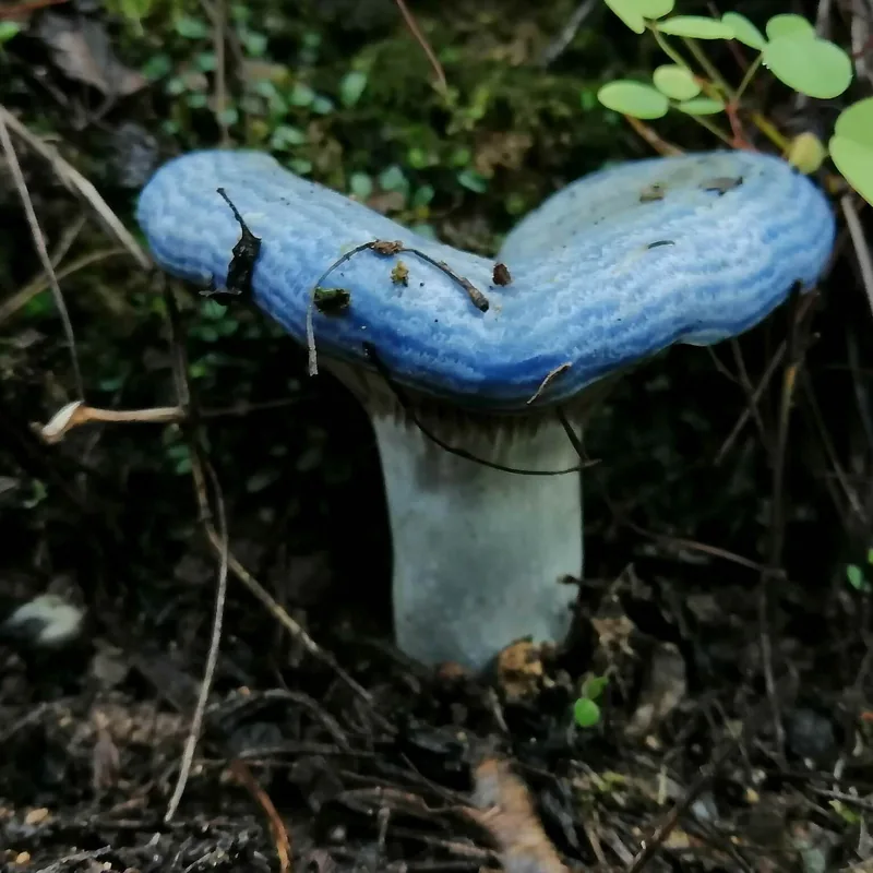 hongo azul (Lactarius indigo), rasgos para identificarlo