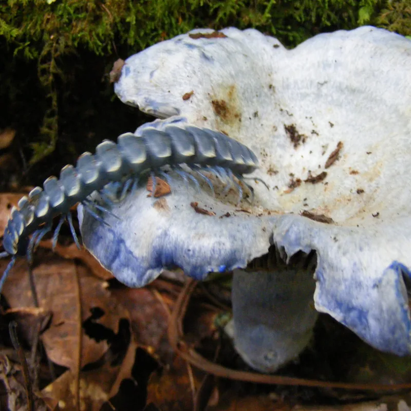 hongo azul (Lactarius indigo), rasgos para identificarlo