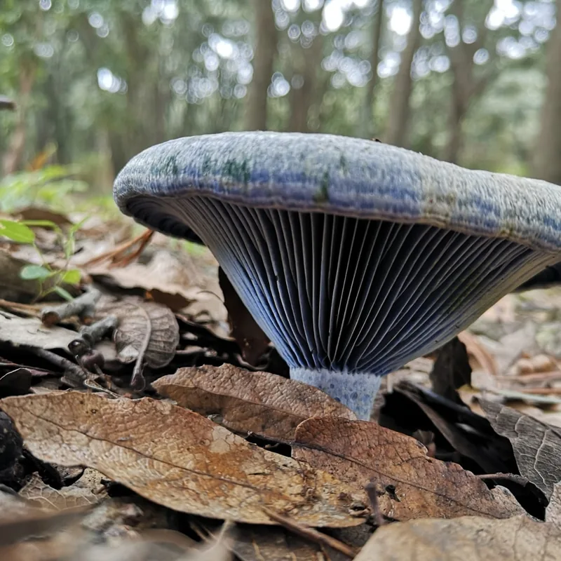 hongo azul (Lactarius indigo), rasgos para identificarlo