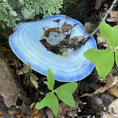 hongo azul (Lactarius indigo), foto