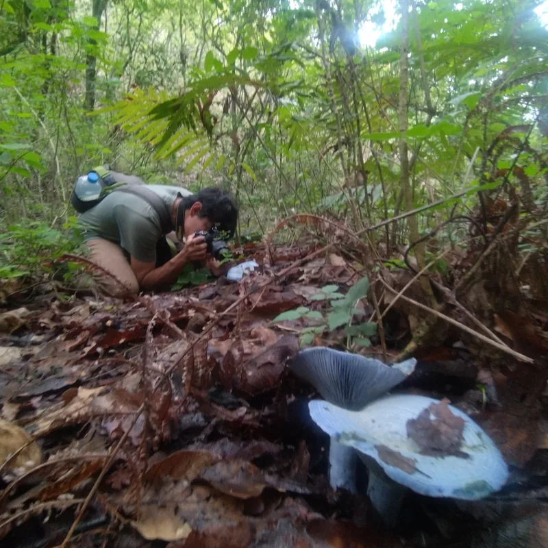 hongo azul (Lactarius indigo), rasgos para identificarlo