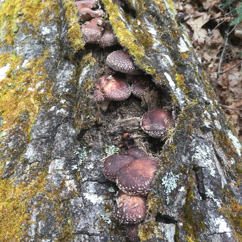 shiitake (Lentinula edodes), rasgos para identificarlo