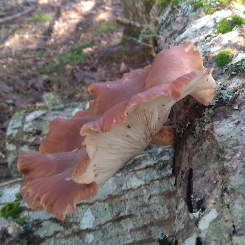 shiitake (Lentinula edodes), rasgos para identificarlo