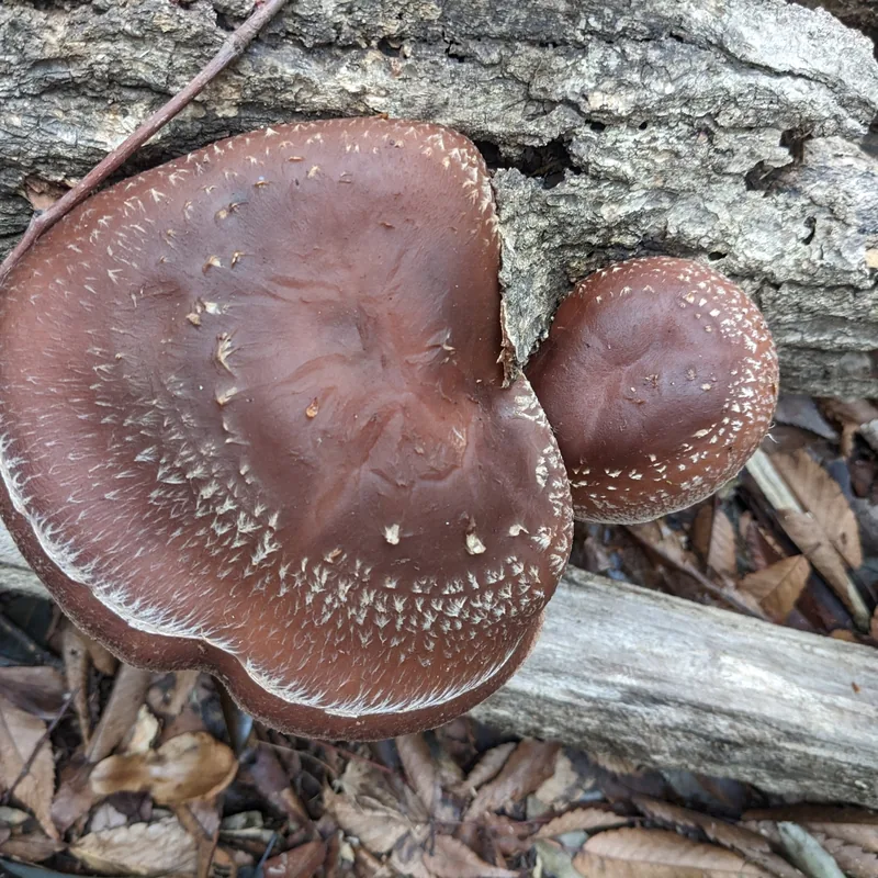 shiitake (Lentinula edodes), rasgos para identificarlo