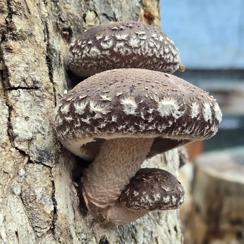 shiitake (Lentinula edodes), rasgos para identificarlo