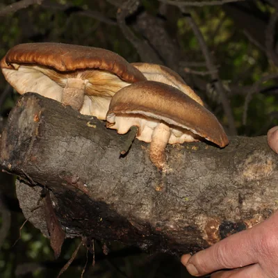 shiitake (Lentinula edodes), foto