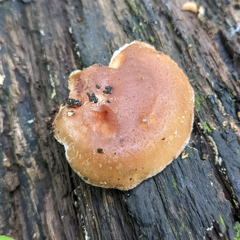 shiitake (Lentinula edodes), rasgos para identificarlo