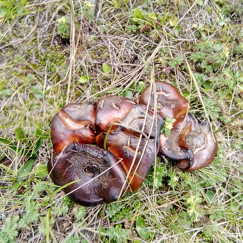 Xolete (Lyophyllum decastes), rasgos para identificarlo